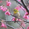 写真: 110309-4寒緋桜とメジロ