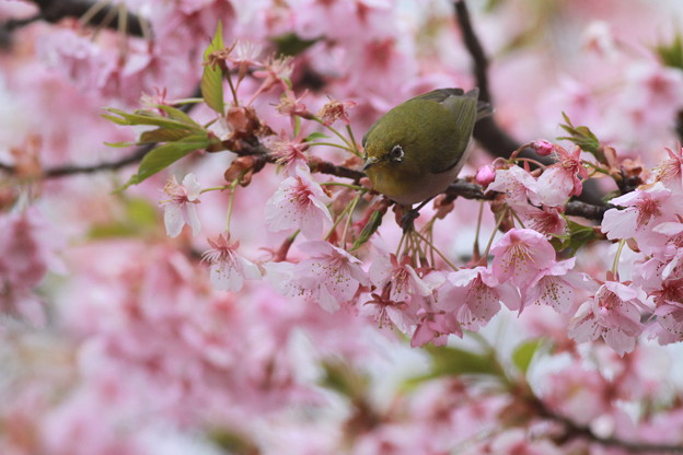 写真: 110324-3河津桜とメジロ