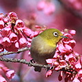 写真: 110326-3寒緋桜とメジロ