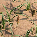 写真: 110520-39鳥取砂丘・砂丘の植物