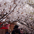 写真: 仁和寺の桜