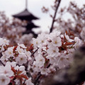 写真: 仁和寺の桜