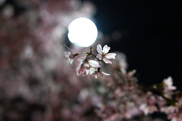夜のしだれ桜 満開 3