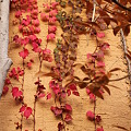 写真: 壁につたう秋。