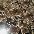 Photos: 2015 夜桜 (・∀・)ノ満開