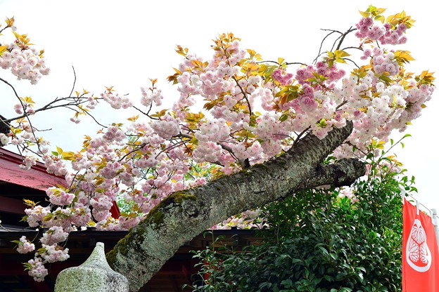 写真: ぼたん桜