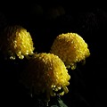 写真: 黄菊