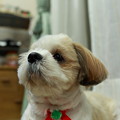 写真: 愛犬シーズー