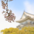 Photos: 岸和田城の桜