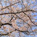 Photos: 岸和田城の桜