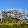 写真: 三春滝桜
