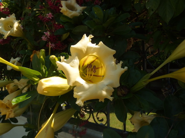 写真: ｢ウコンラッパ花｣始めて見る美しい花。１