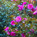 写真: 山茶花の垣根