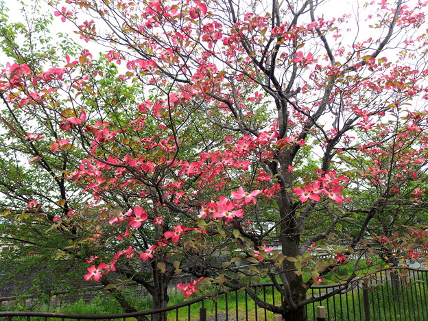 写真: 街のハナミズキが咲き出した。