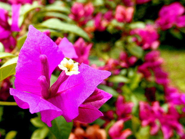 写真: 街角・ブーゲンビリアの花。