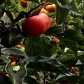 写真: 郷の秋)アマガエル、柿の葉ベット・２