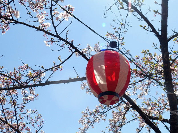 写真: 桜提灯