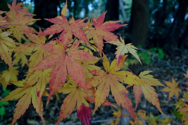 コウヨウ（紅葉）：秋の色合い？_14z04