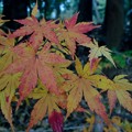コウヨウ（紅葉）：秋の色合い？_14z04