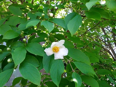 写真: 沙羅双樹の花（2016年6月18日撮影、仙台市青葉区にて）