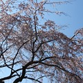 写真: 近所の桜（さいたま市浦和区、2017.3.29）