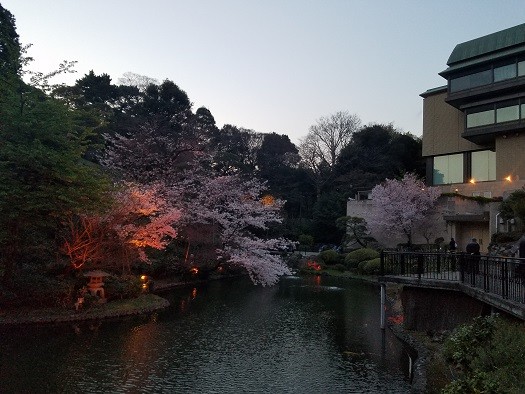 写真: 椿山荘の桜（2017.4.4）