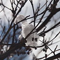写真: 雪鸚鵡　P2031191