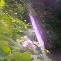 写真: P1220944花陰の奈良尾の滝