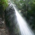 写真: P1220905白百合は岩肌にいて滝しぶき