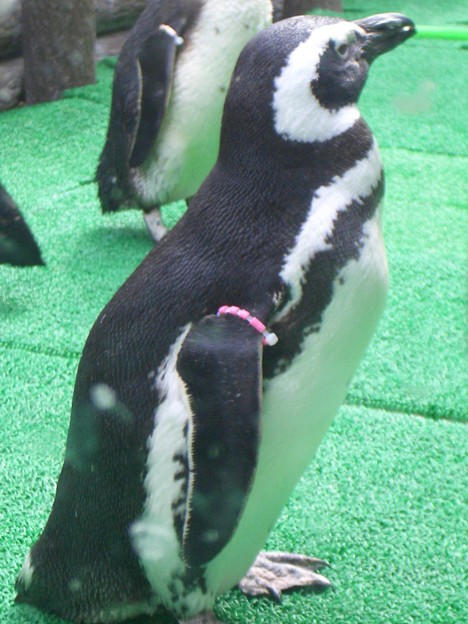 写真: 須磨水族園のペンギン