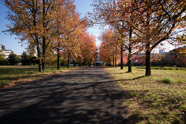 写真: ポプラ並木の紅葉