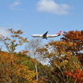 写真: A330 紅葉真っ盛り