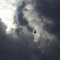 写真: F-15 時雨模様 b