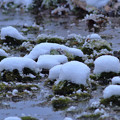 写真: 小川の雪