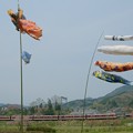 写真: 鯉のぼりと近鉄電車