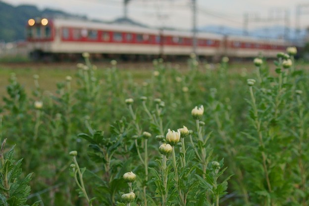 写真: 小菊と近鉄電車