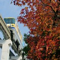 写真: 紅葉と大阪モノレール