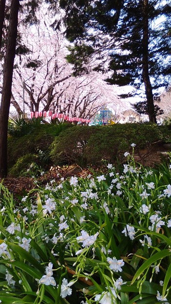 写真: 近所の桜01