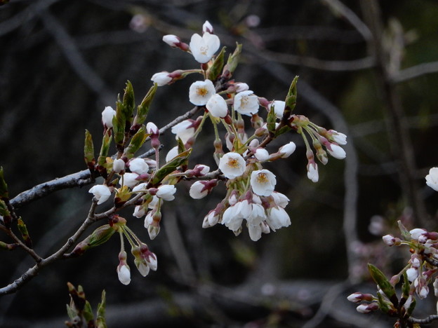 写真: 今日の石割桜（4月16日）