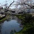 写真: 蓮池のほとりの桜