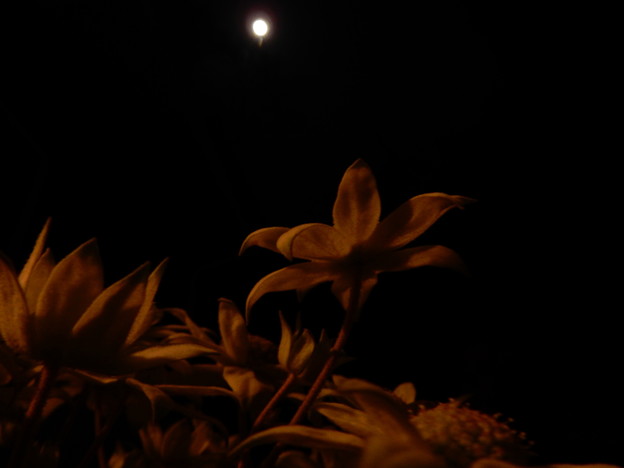 写真: 月夜花♪