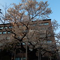 写真: 今日の石割桜　４／２２