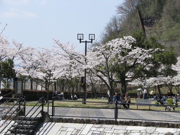 写真: 阿木川湖の桜6