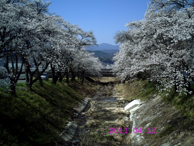 河川の桜5