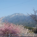 桜と雪が残る山
