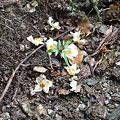 写真: 落ちたヒメシャラの花