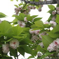 写真: 兼六園菊桜　５