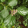 写真: オオムラサキシキブの葉
