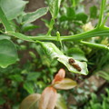 写真: モンキアゲハの幼虫　２