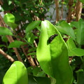 写真: ユウコウの葉とアゲハの幼虫